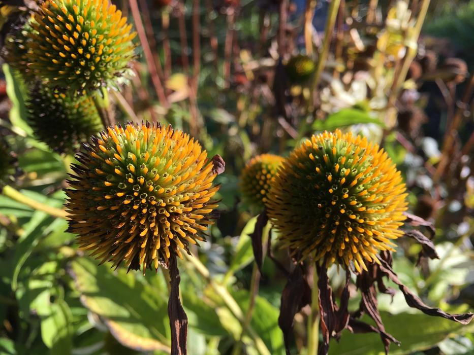 Purple Coneflower Echinacea