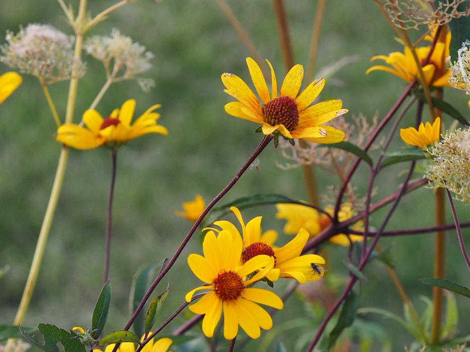 Flowers Plants Yellow