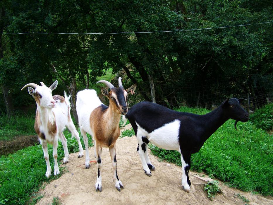 goats walking in the field
