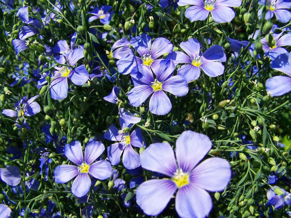 blue purple flowers in the grass