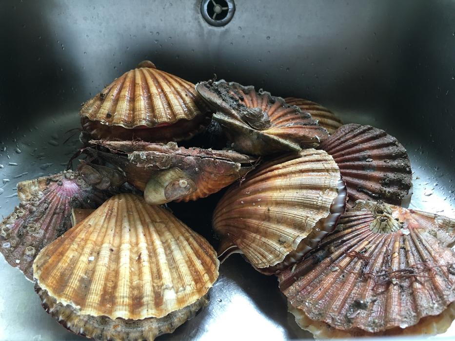 beautiful shells on the table
