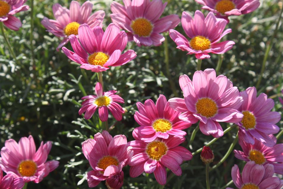Margaretha pink Flowers