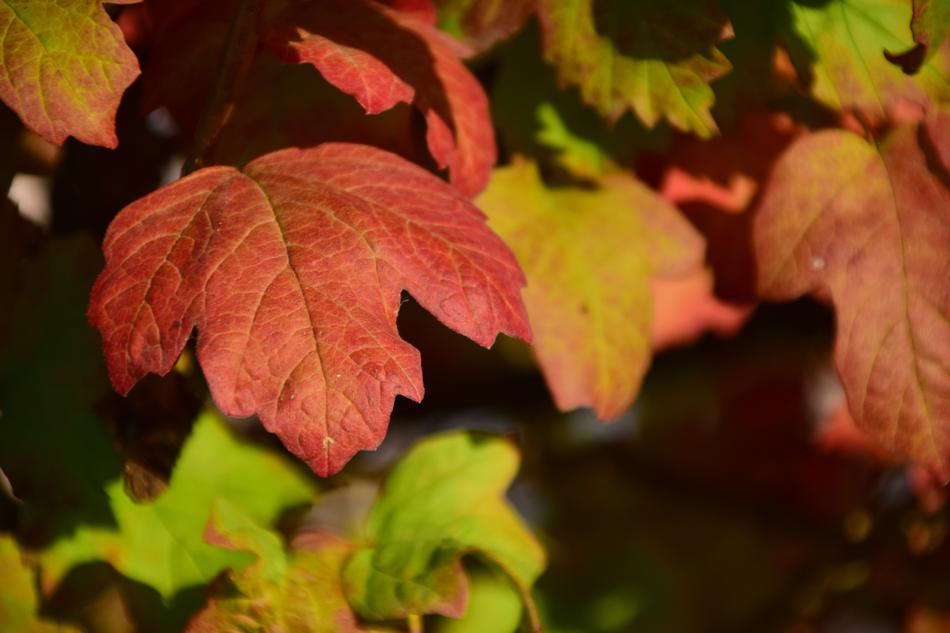 Leaves Autumn In The