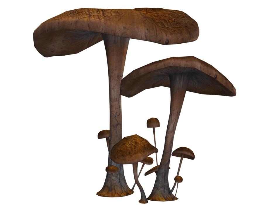 brown mushrooms in the woods are raw