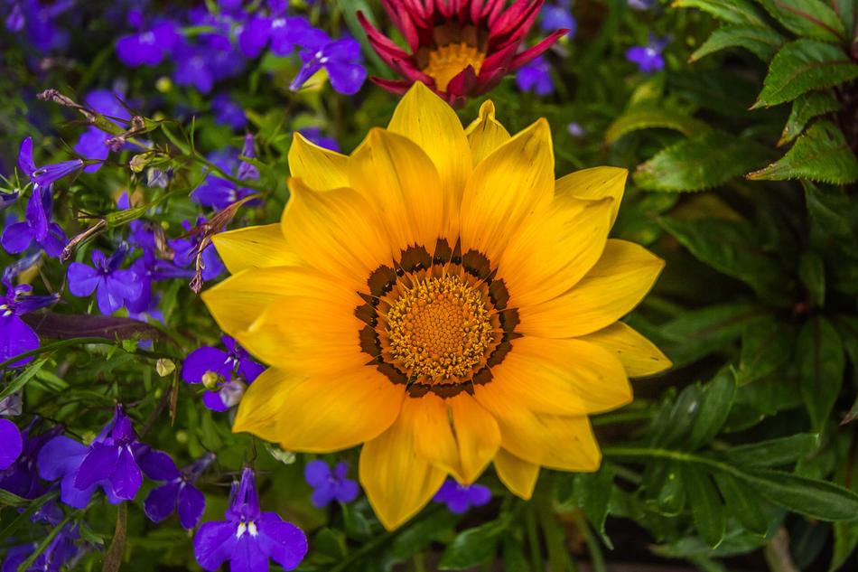 Colorful Flowers Nature