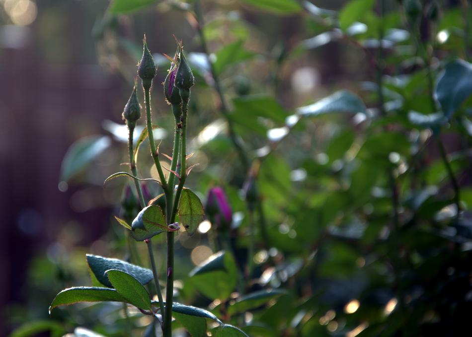 Flowering rosebuds on a bush