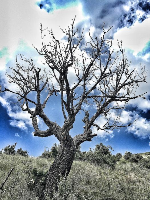 dry pear tree on a background of blue sky and clouds