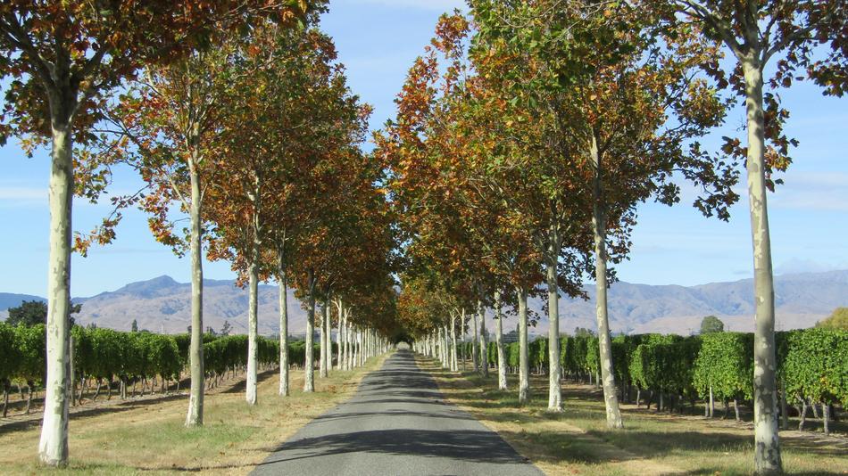 Road Trees Mountains