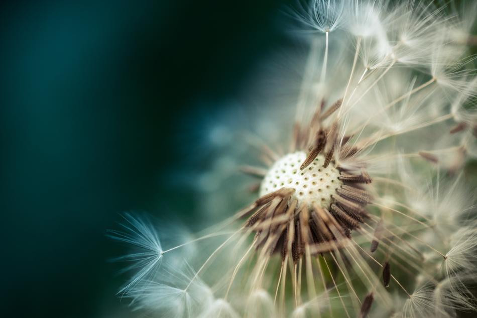 Dandelion Macro Gree