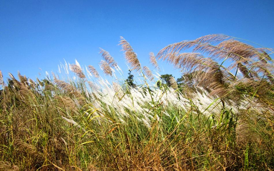 Cambodia Grass Nature