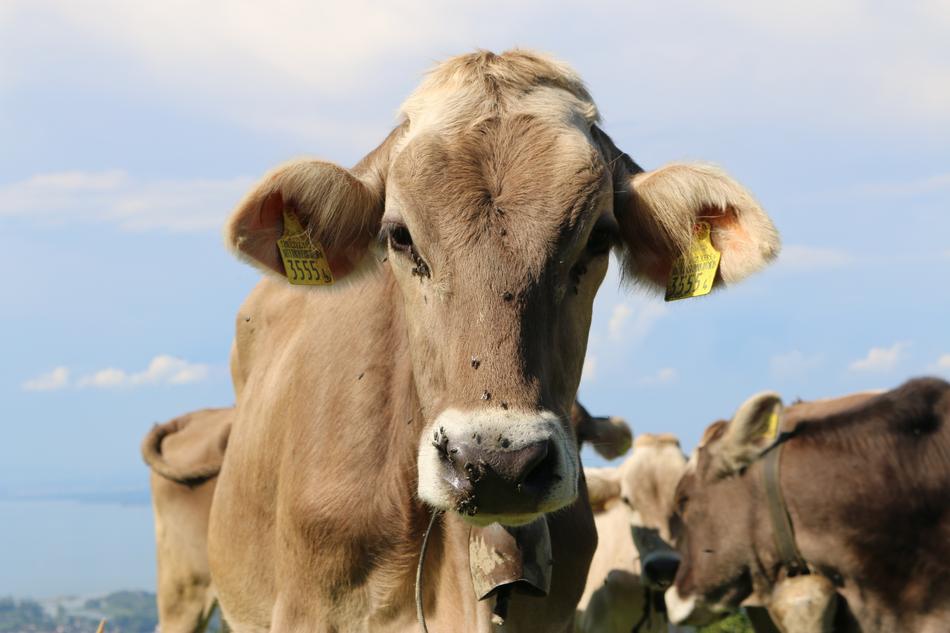 cow with earrings