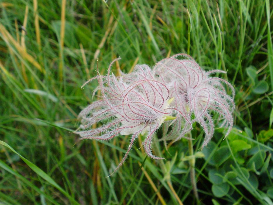Flower Anemone Nature