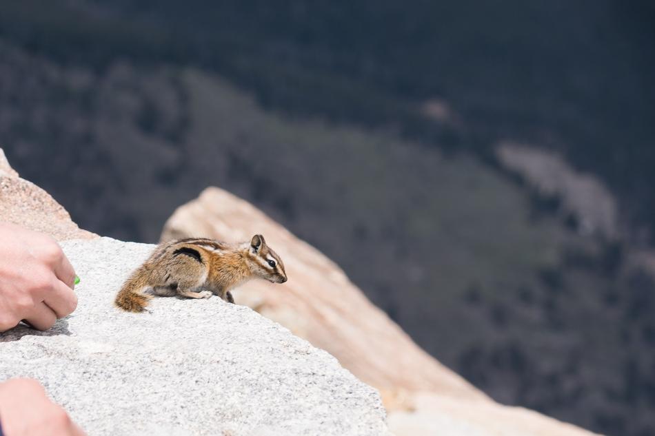 Beautiful, colorful and cute squirrel on the mountain in Denver, Colorado, USA