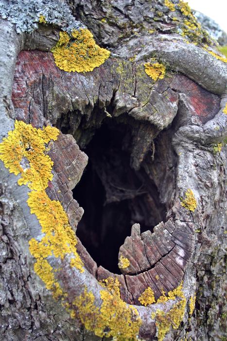 Tree Cave Tribe