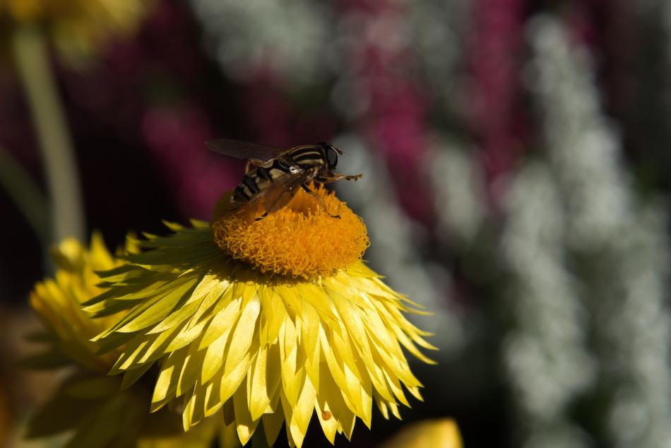 Wasp on Flower in Summer