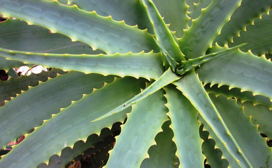 Succulent Spiky Dry
