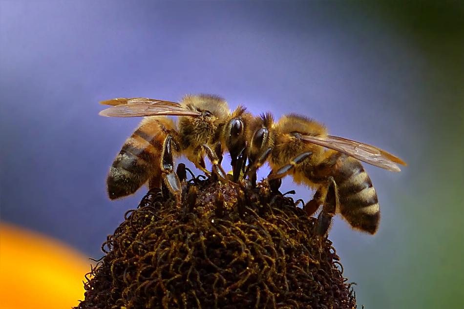 gorgeous Bee Honey