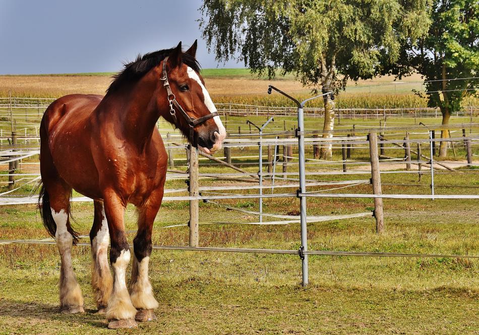 gorgeous Shire Horse on farm