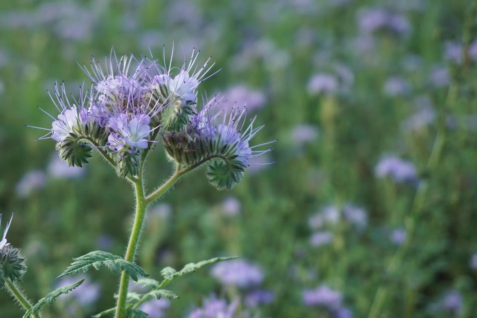 Flower Meadow Blossom