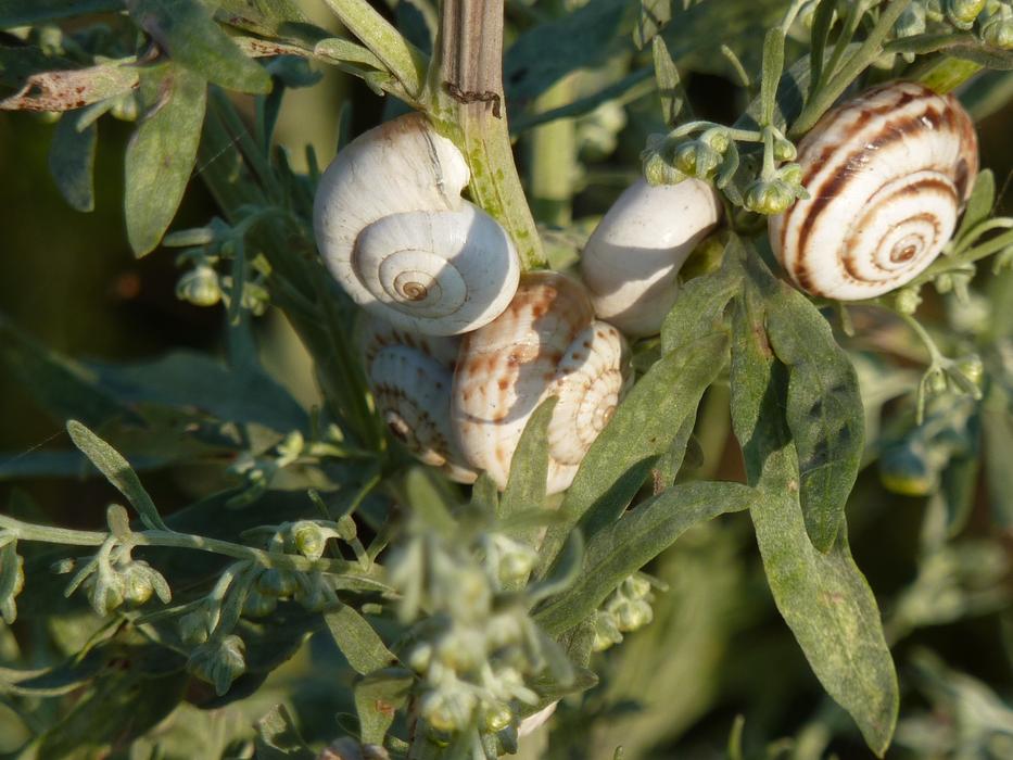 white snail shells on plants