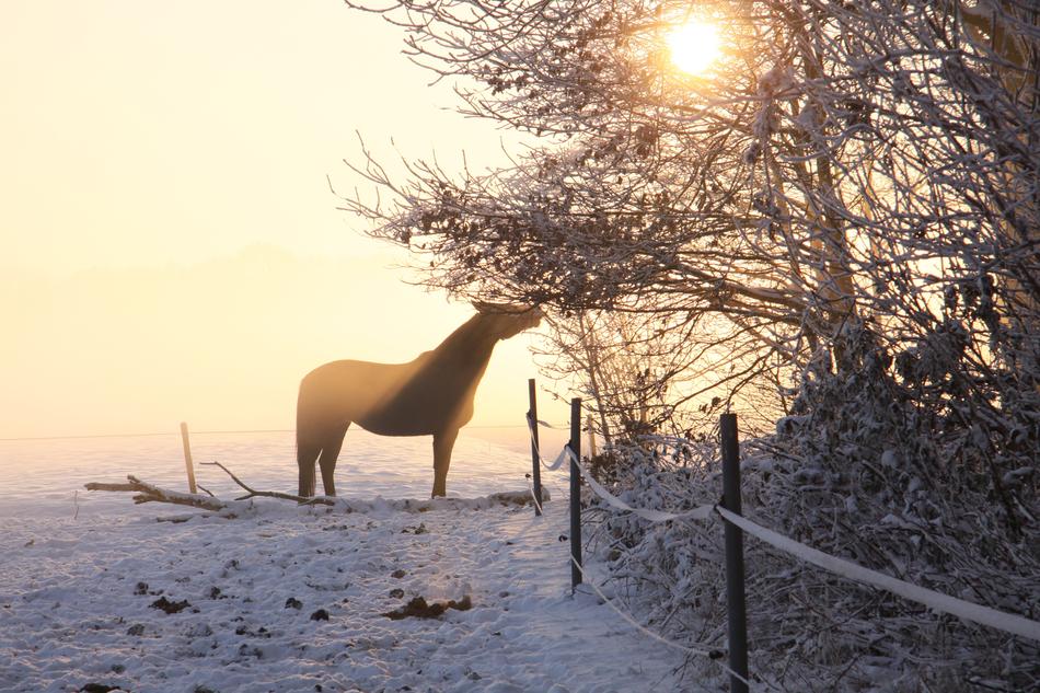 A beautiful horse in the snow