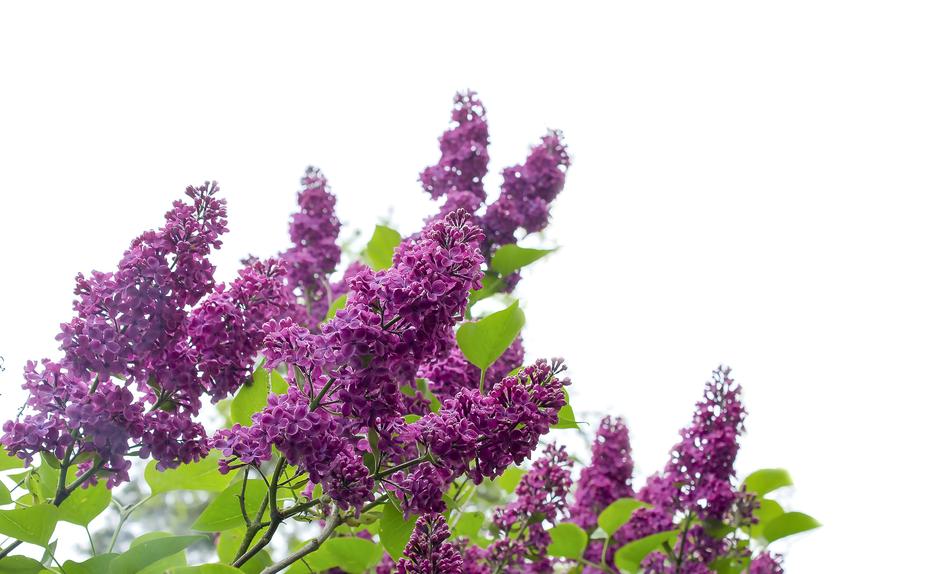 Flower Nature Plant Of