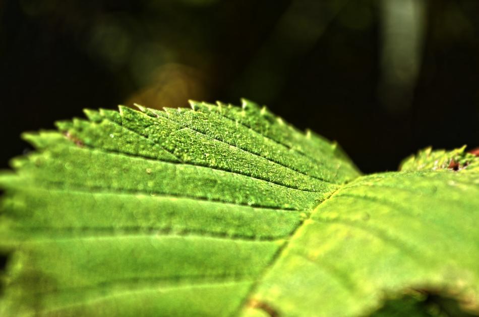 Nature Autumn Sheet