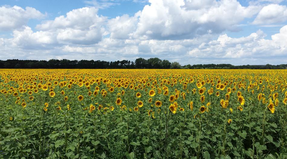 yellow blooming sunflowers in the field