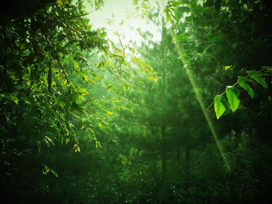 Green Tree Mountain