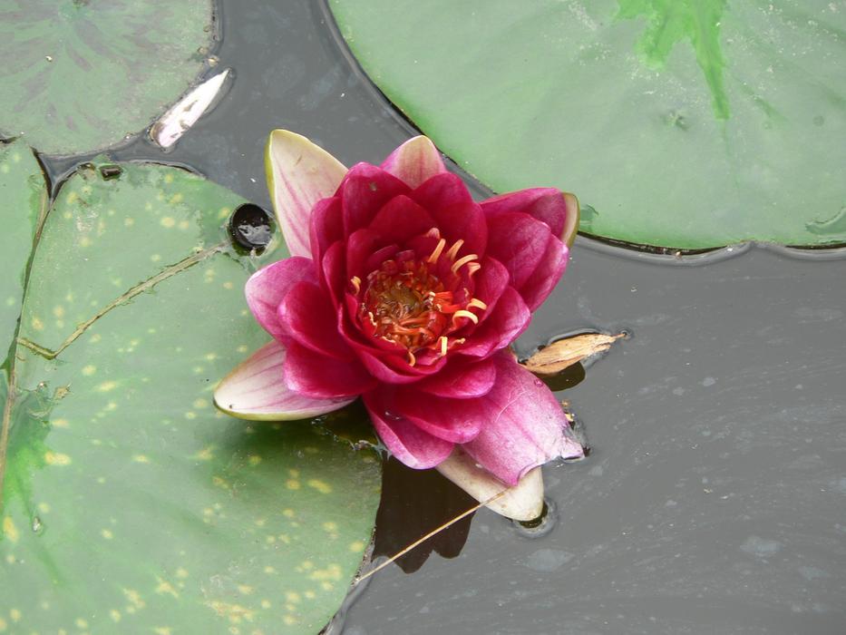 Water Lily Flower