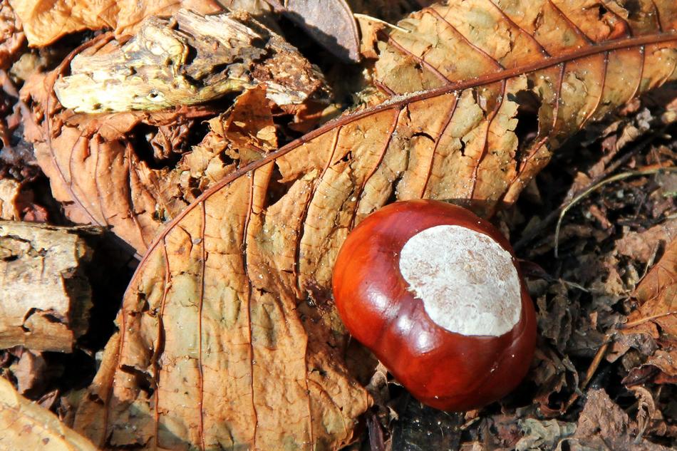 Chestnut Buckeye Autumn