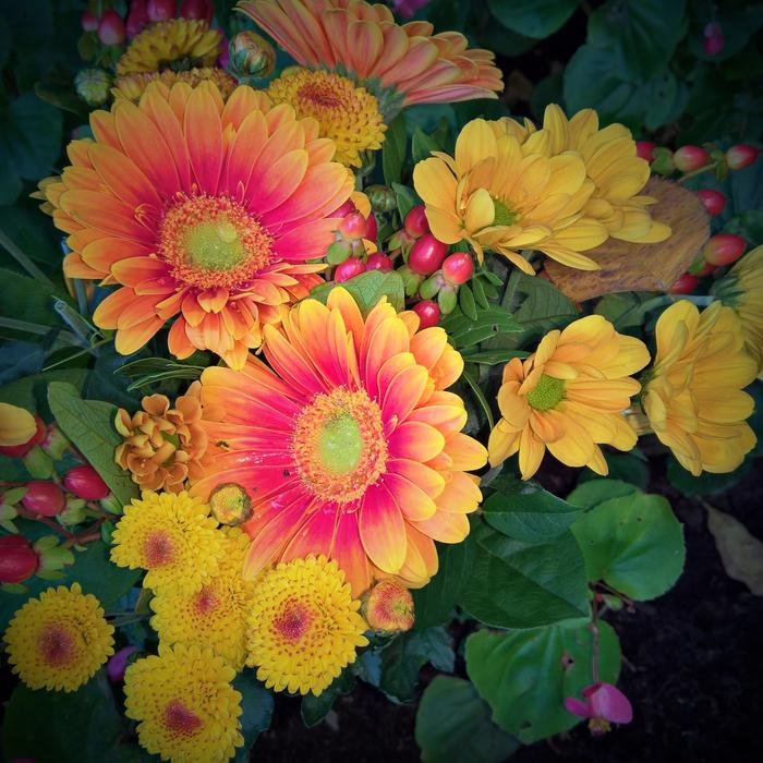 beautiful flowers in the garden colored