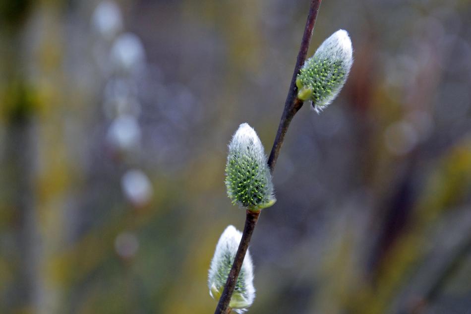 branch with green sprouts