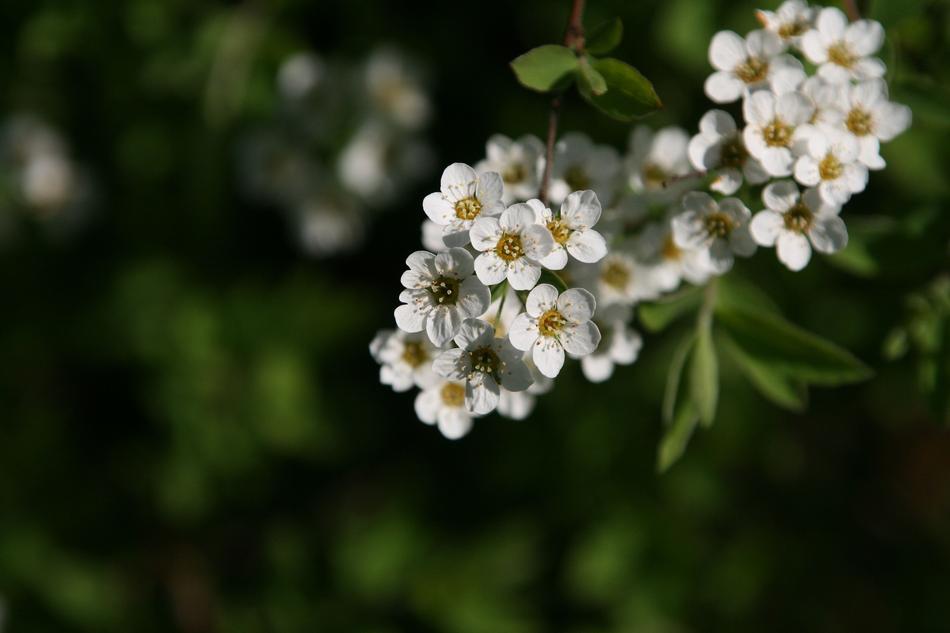 white flowers on the tree in the park