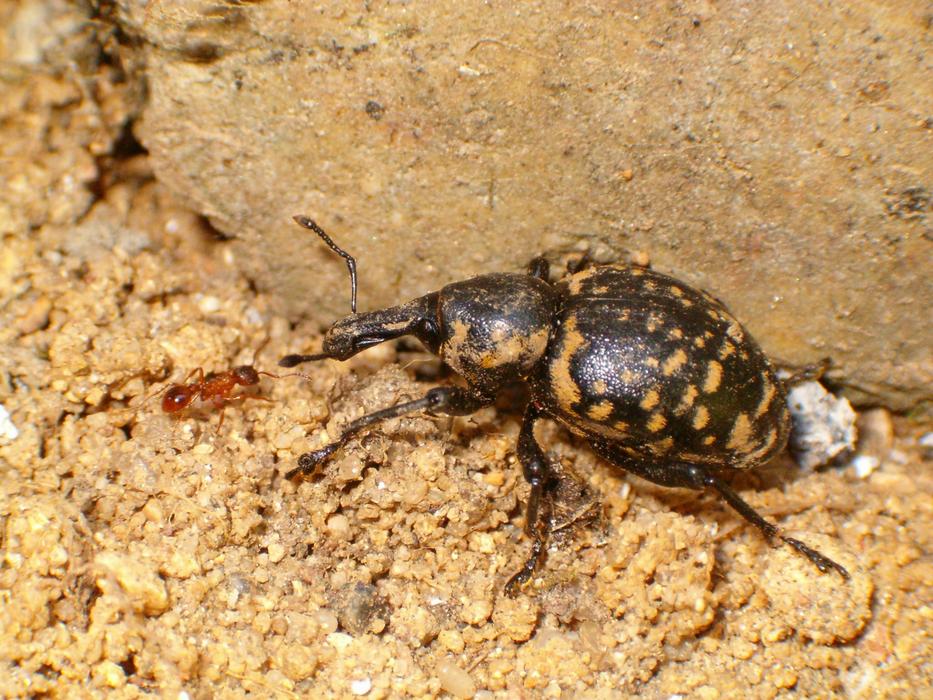 spotted beetle and ant in the sand