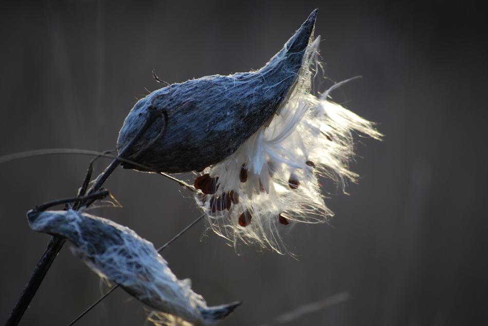 Milkweed Tree Nature