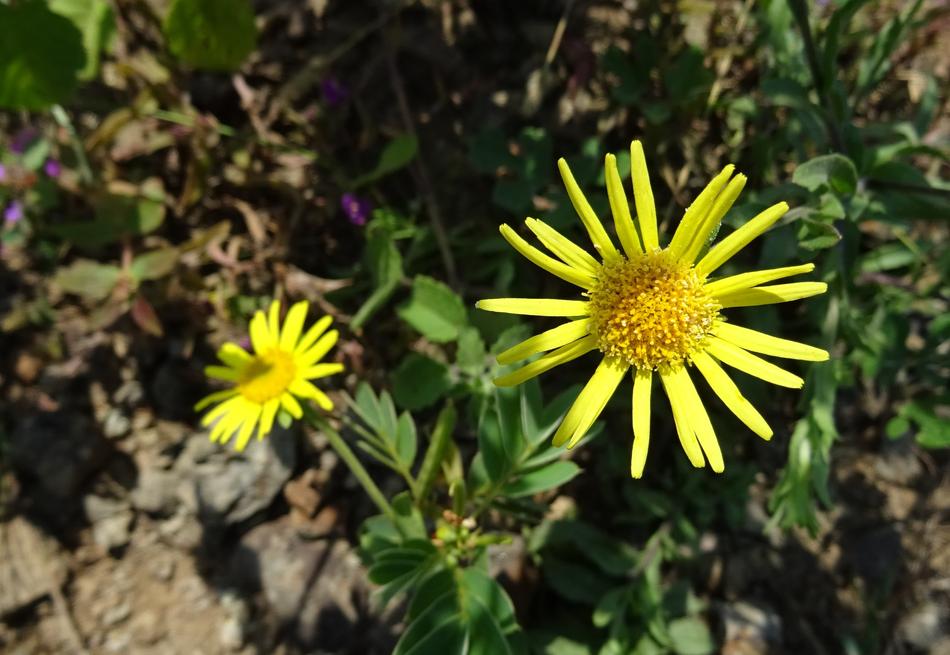 Flower Yellow Sontikli