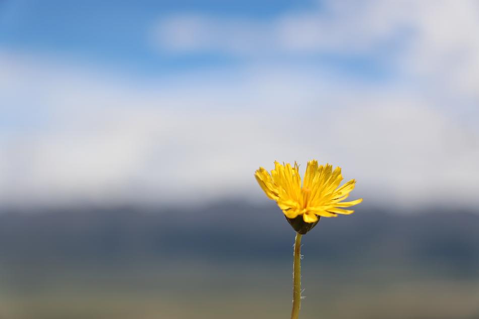 Tibet Tanggula Prairie Wildflowers