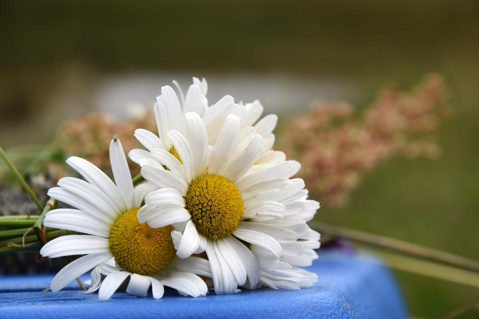 Daisy Flower White