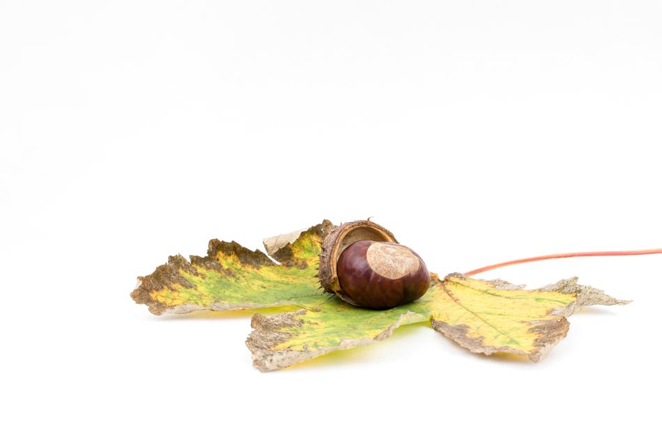 Chestnut Autumn Fruit
