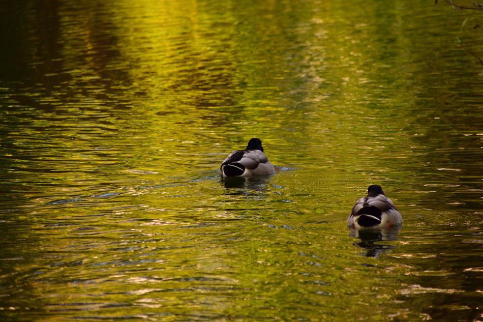 Duck gold Water