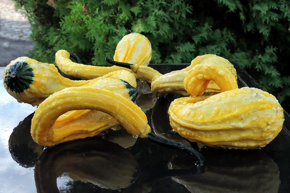 ripe pumpkins are long