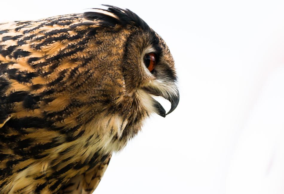 eagle owl on a white background
