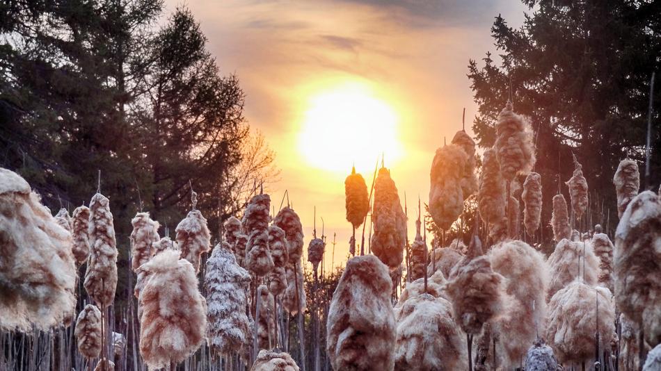 sun landscape plants view