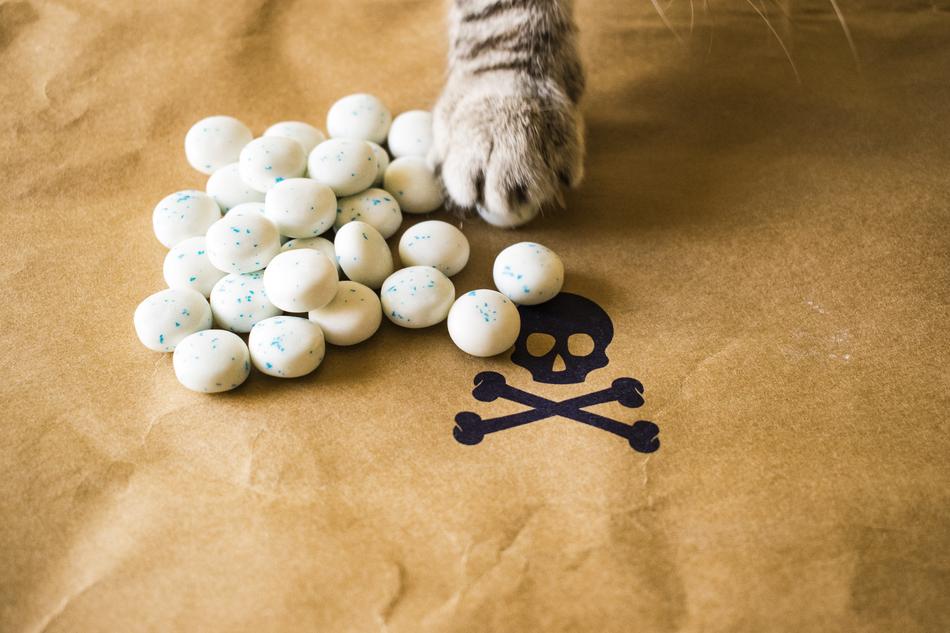 Cat and poison