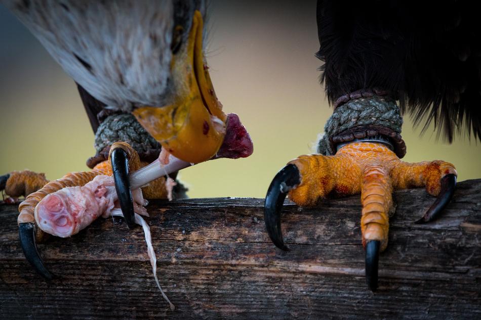 claws of Bald Eagle with bone close up