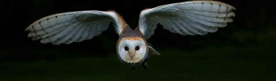 delightful Barn Owl