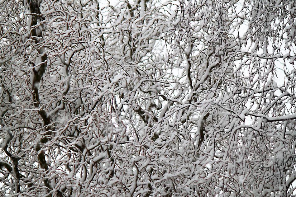 snow tree in the garden
