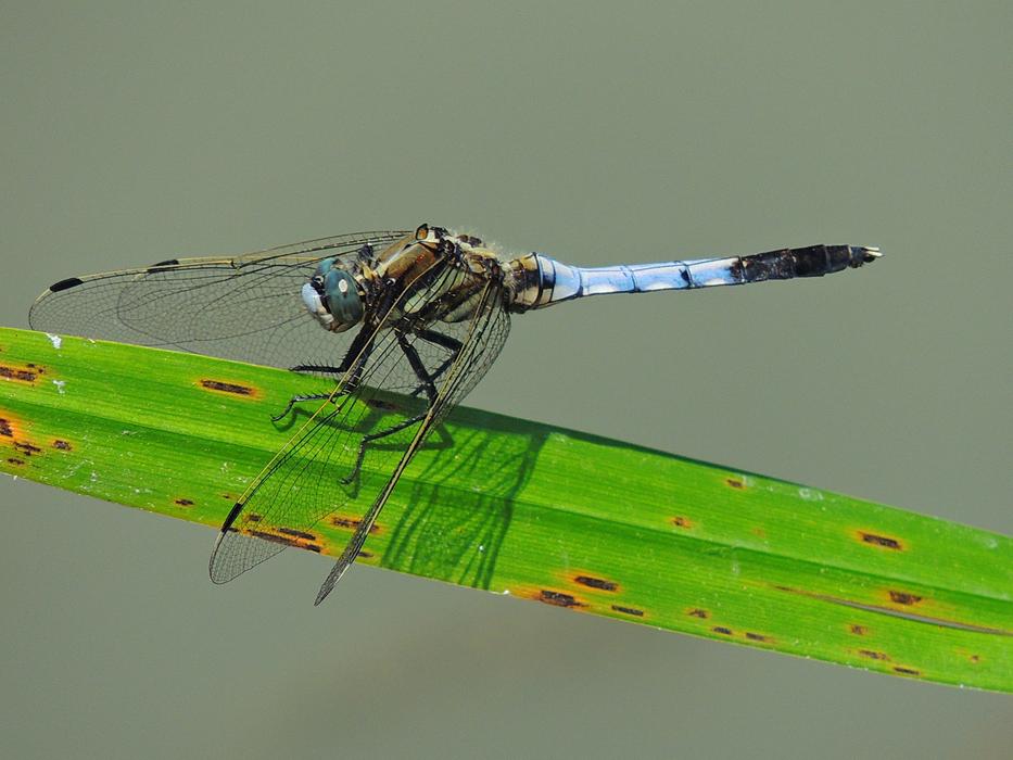 Nature Green Wings