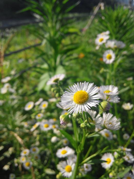 Daisy Flower Nature